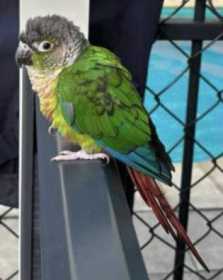 Sighting Conure