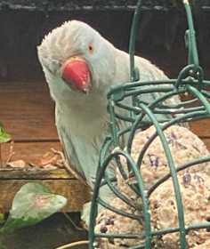 Sighting Indian Ringneck Parakeet