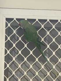 Sighting Alexandrine