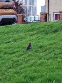 Sighting Rosella