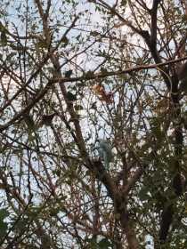 Sighting Indian Ringneck Parakeet