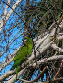 Sighting Macaw