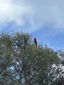 Sighting Macaw