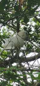 Sighting Cockatoo