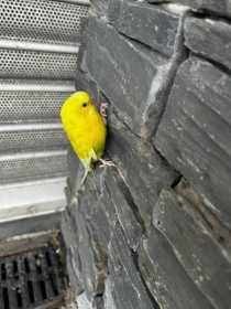 Sighting Budgerigar