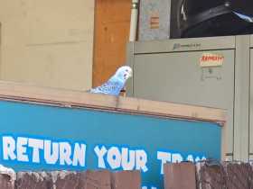 Sighting Budgerigar
