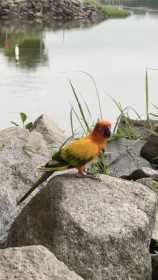 Sighting Conure