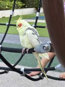 Sighting Cockatiel
