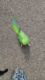 Sighting African Ringneck Parakeet