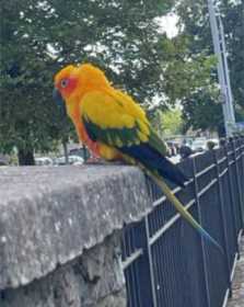 Sighting Conure