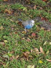 Sighting Budgerigar