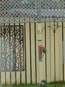 Sighting Rosella