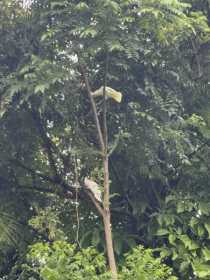 Sighting Bird / Parrot