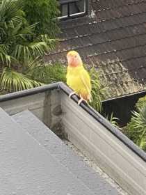 Sighting Lovebird