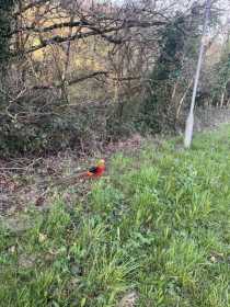 Sighting Pheasant