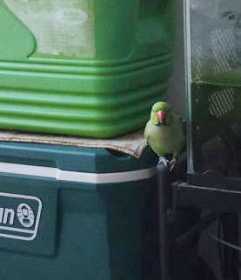 Sighting Indian Ringneck Parakeet