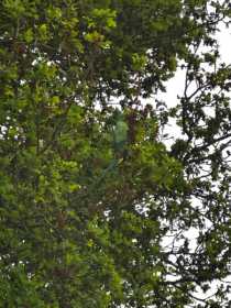 Sighting Indian Ringneck Parakeet