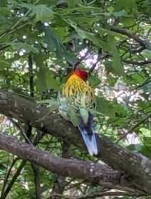 Sighting Rosella