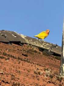 Sighting Lovebird