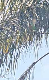 Sighting Lovebird