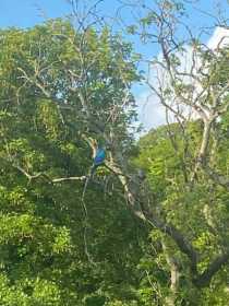 Sighting Macaw