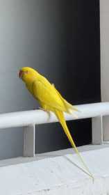 Sighting Indian Ringneck Parakeet