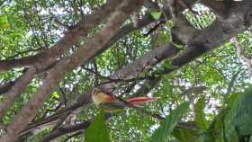 Sighting Conure