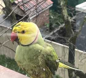 Sighting Indian Ringneck Parakeet