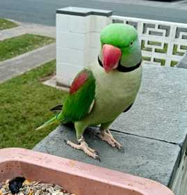 Sighting Alexandrine