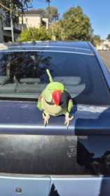Sighting Alexandrine
