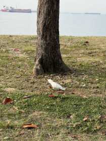 Sighting Cockatoo