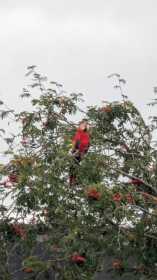 Sighting Macaw