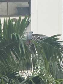 Sighting African Grey