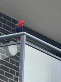 Sighting Eclectus