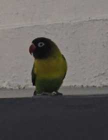 Sighting Lovebird