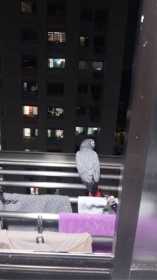 Sighting African Grey