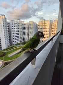 Sighting Conure