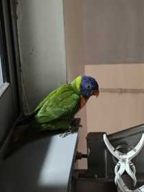 Sighting Lory / Lorikeet