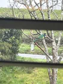 Sighting Australian Ringneck Parakeet