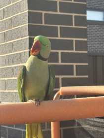 Sighting Alexandrine