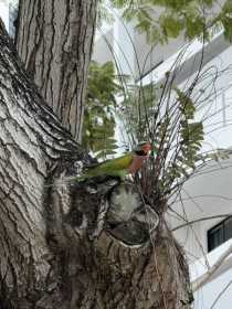 Sighting Mustached / Moustached Parakeet