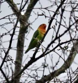 Sighting Lovebird