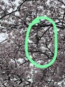 Sighting Bird / Parrot