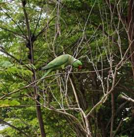 Sighting Indian Ringneck Parakeet