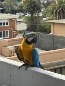 Sighting Macaw