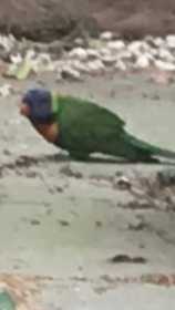 Sighting Lory / Lorikeet