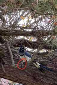Sighting Magpie
