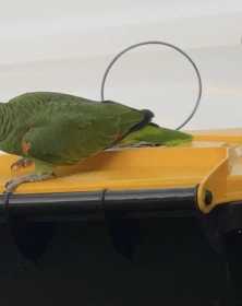Sighting Bird / Parrot