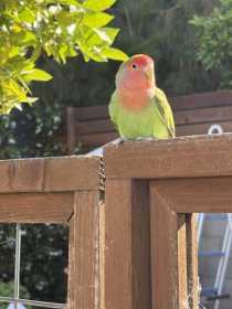 Sighting Lovebird
