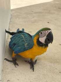 Sighting Macaw